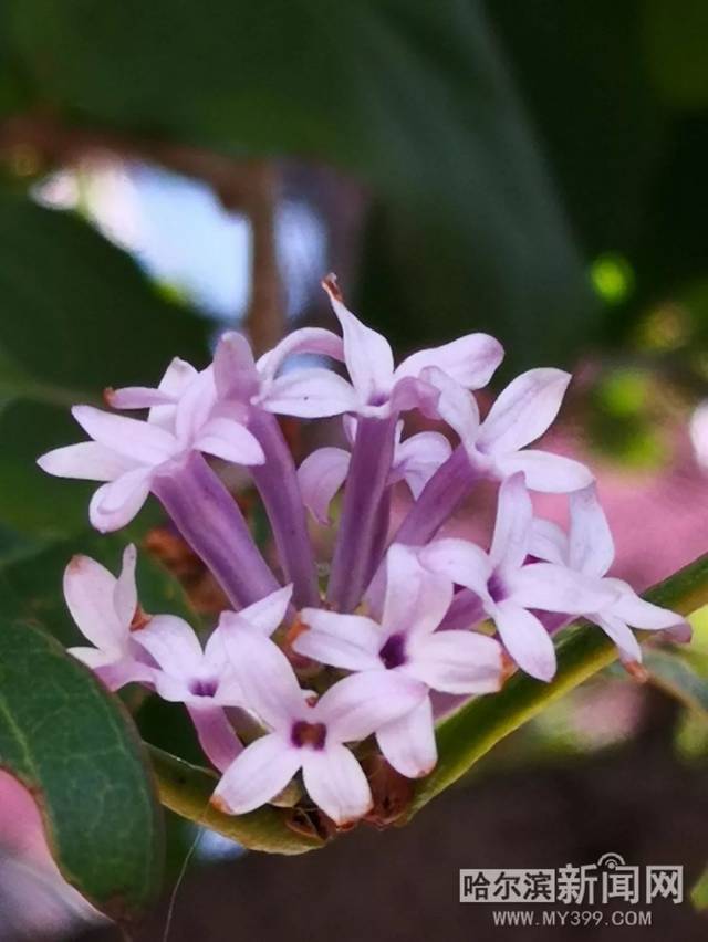 切尔诺贝利·禁区电影版